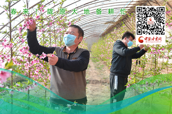 海報丨春來！隴原大地春耕忙
