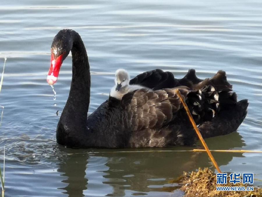 萌化了！黑天鵝寶寶出窩“游湖”