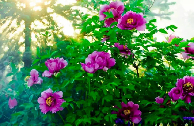 【“甘味”故事】“百花王”駕到！國色傾城正當(dāng)時(shí)