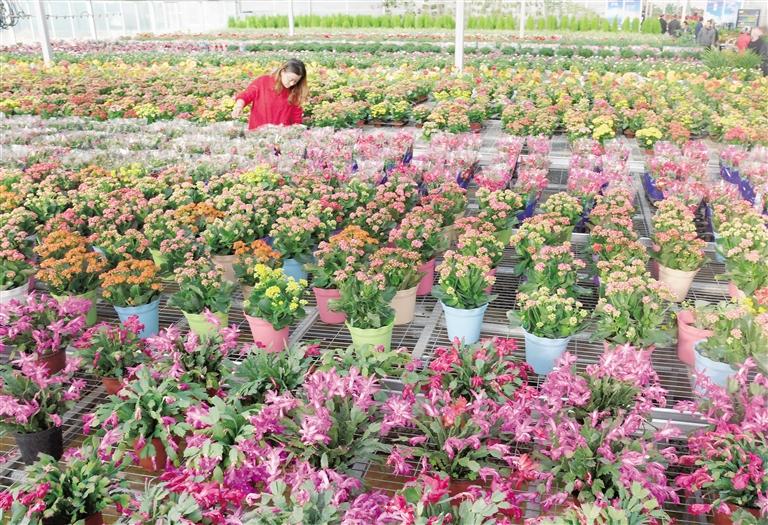 臨夏縣20多萬株水仙花、杜鵑、蝴蝶蘭等60多種花卉競相綻放