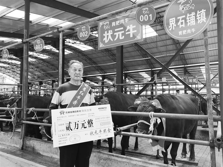 120頭“平涼紅?！膘o寧爭霸