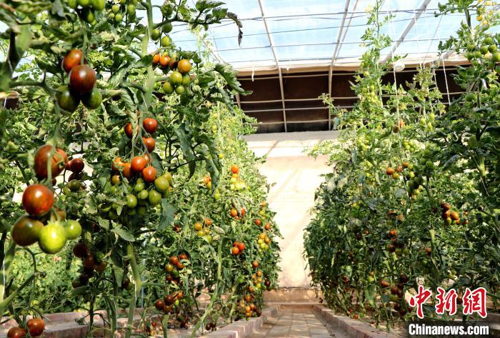 12月14日，甘肅省武威市民勤縣紅旗谷現(xiàn)代農(nóng)業(yè)產(chǎn)業(yè)園，溫棚內(nèi)“水果西紅柿”長勢良好?！●R愛彬 攝