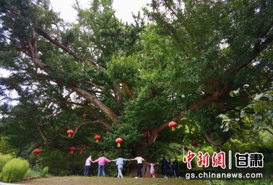 隴南徽縣境內(nèi)最古老的銀杏樹。當(dāng)?shù)貍髡f，它已有千年樹齡。（資料圖）殷春永 攝