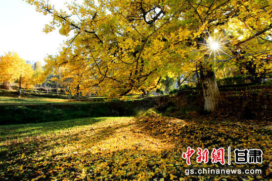 隴南徽縣銀杏樹最美的時候，當(dāng)屬每年的10月至11月。圖為樹葉已染黃的銀杏樹。張承榮 攝
