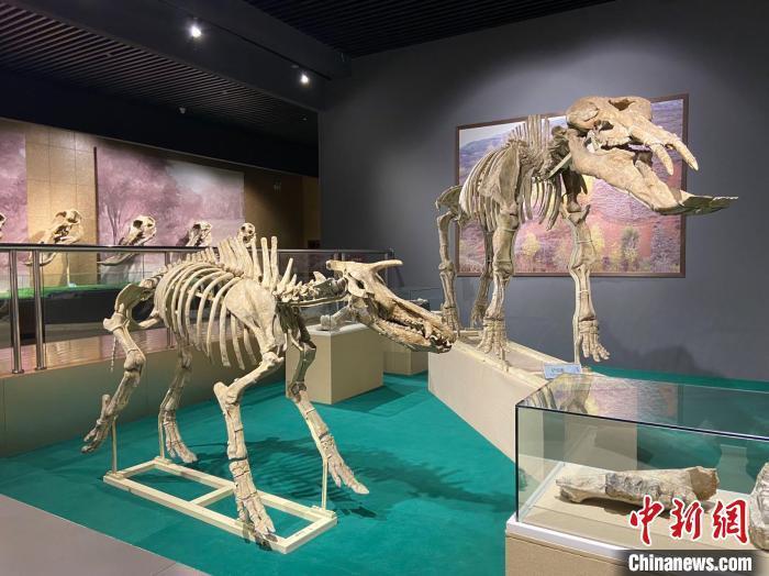 圖為5月底，和政縣古動(dòng)物化石博物館內(nèi)修復(fù)后的古生物化石?！「哒?攝
