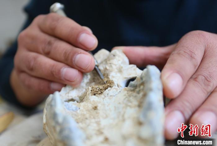 2022年6月，在和政古動(dòng)物化石博物館內(nèi)，古生物化石修復(fù)師對(duì)化石進(jìn)行修復(fù)。(資料圖) 高展 攝