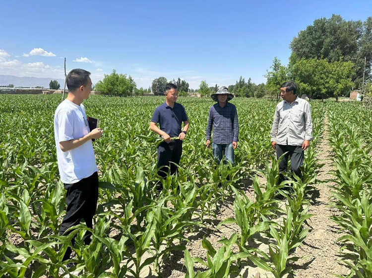 臨澤縣蓼泉鎮(zhèn)紀(jì)委工作人員深入田間地頭，現(xiàn)場(chǎng)了解玉米制種長(zhǎng)勢(shì)和產(chǎn)業(yè)發(fā)展情況。.jpg