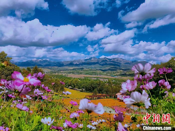 圖為盛夏時(shí)節(jié)的油嘴灣“花?！??！∈茉L者供圖