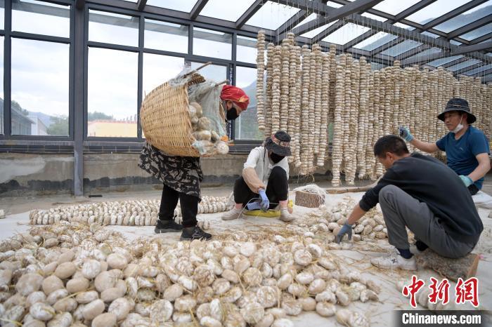 5月10日，甘肅省甘南藏族自治州迭部縣一青稞酒廠，工作人員用青稞面和青稞草等制成的曲坯用繩子串起來(lái)，方便掛起來(lái)曬干。九美旦增　攝