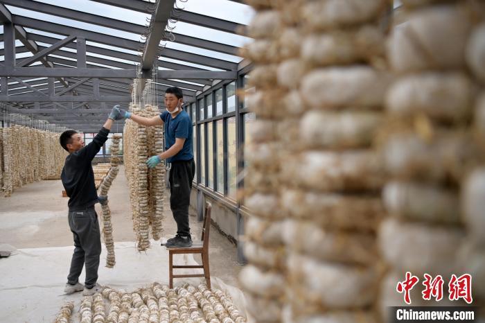 圖為5月10日，工作人員將用青稞面和青稞草等制成的曲坯用繩子串起來(lái)晾曬。九美旦增　攝