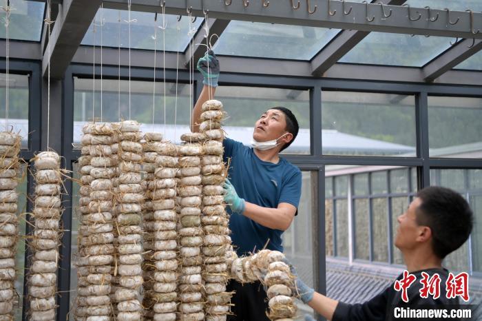 圖為5月10日，工作人員將用青稞面和青稞草等制成的曲坯用繩子串起來(lái)晾曬。九美旦增　攝