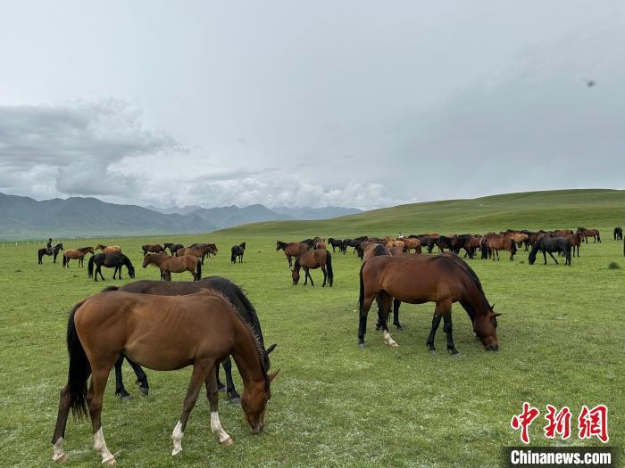 7月中旬，在山丹馬場(chǎng)草原上吃草的“山丹馬”?！〈魑牟?攝