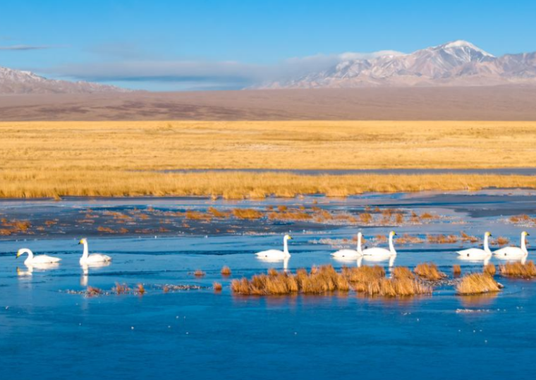 河西走廊：候鳥(niǎo)遷徙路線上的“生態(tài)驛站”