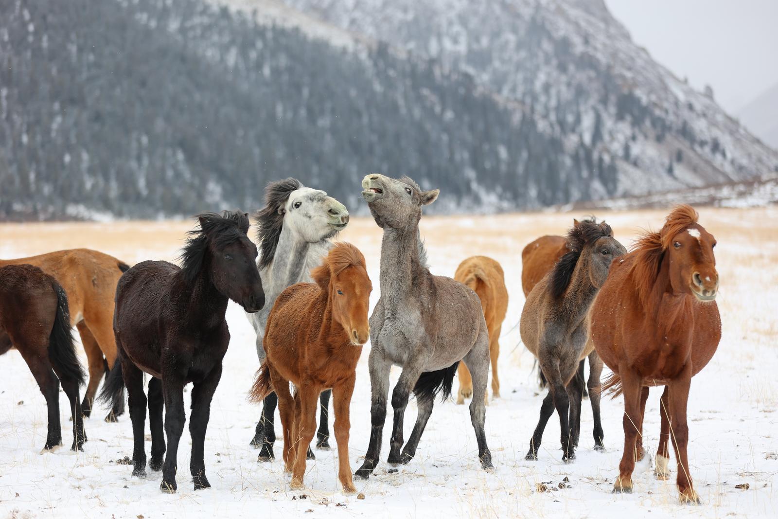 這樣山丹的冬天，誰能不心動