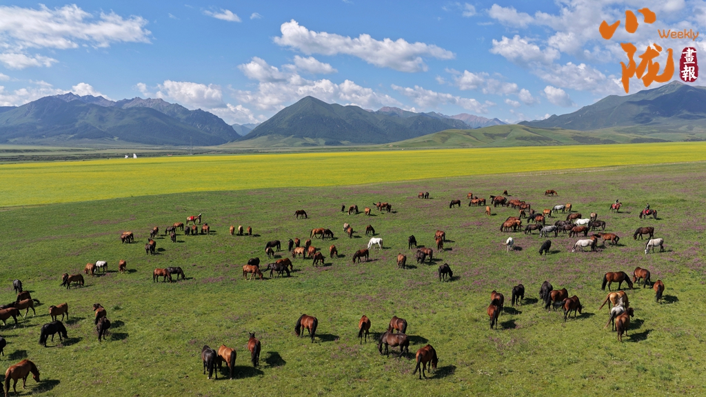 【小隴畫報·464期】隴原馬韻 踏風(fēng)千年