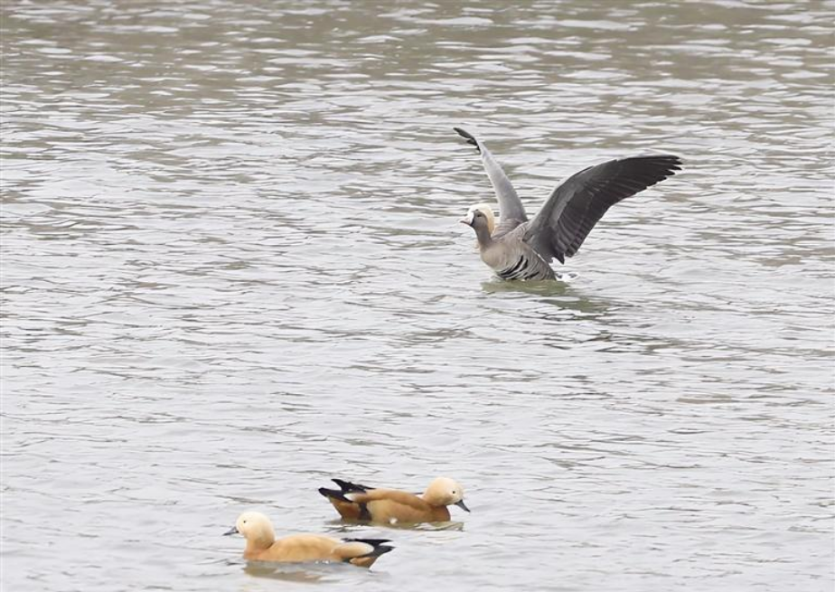 國家二級保護(hù)動(dòng)物白額雁首次現(xiàn)身蘭州新區(qū)